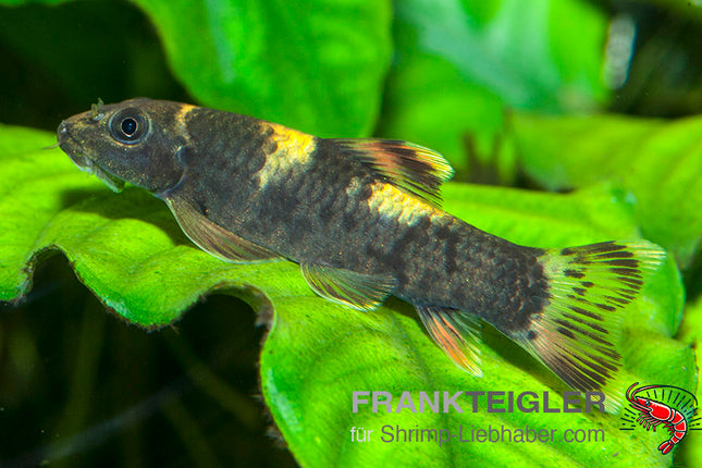 Prachtalgenfresser - Garra flavatra