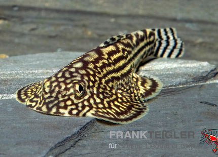 Gastromyzon punctulatus_1