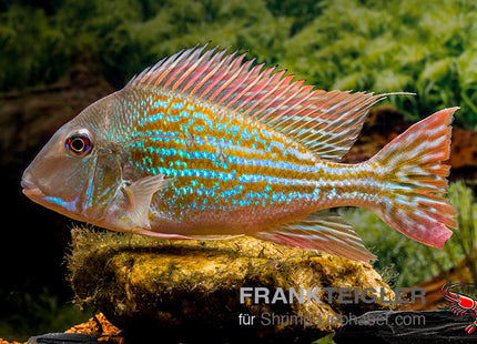 Winemillers Erdfresser – Geophagus winemilleri