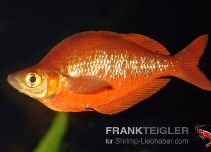 Roter Regenbogenfisch – Glossolepis incisus