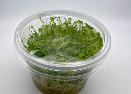 Glossostigma elatinoides - In Vitro