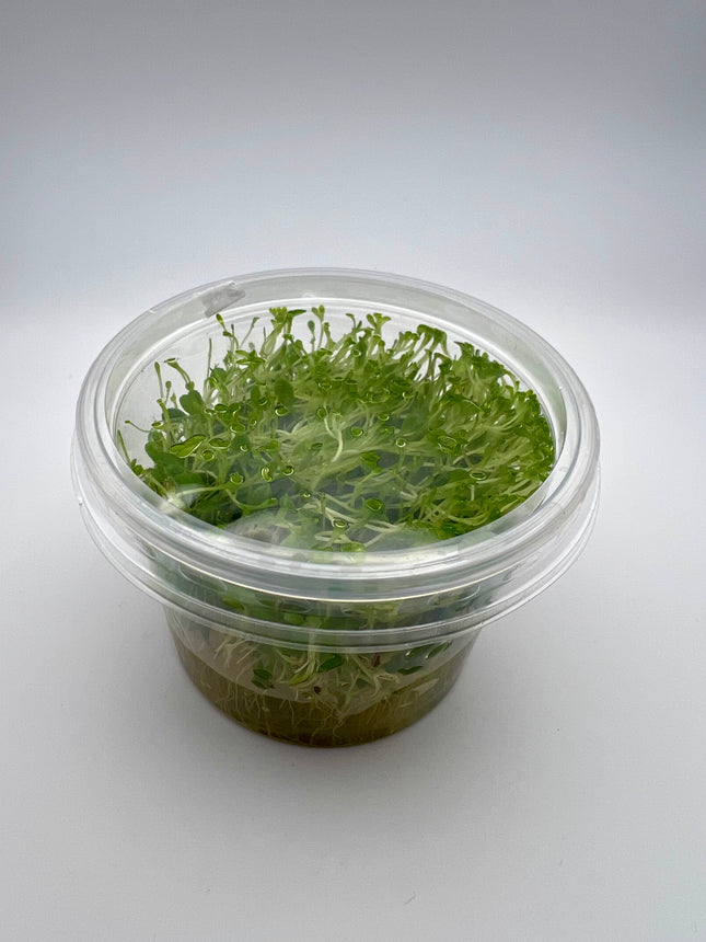Glossostigma elatinoides - In Vitro