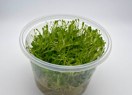 Glossostigma elatinoides - In Vitro