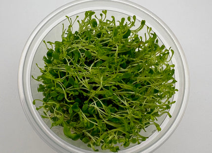 Glossostigma elatinoides - In Vitro