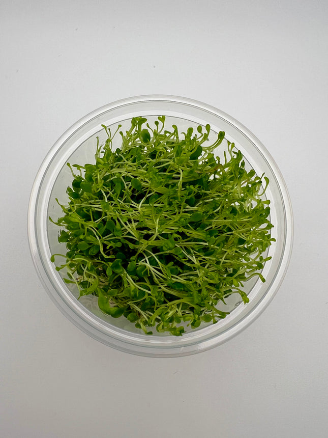 Glossostigma elatinoides - In Vitro