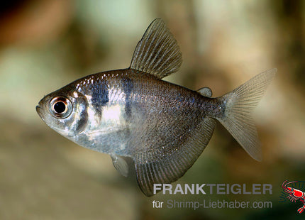Trauermantelsalmler Black – Gymnocorymbus ternetzi
