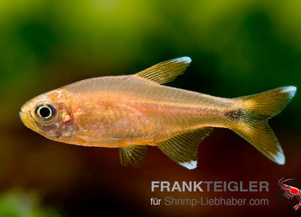 Kupfersalmler – Hasemania marginata
