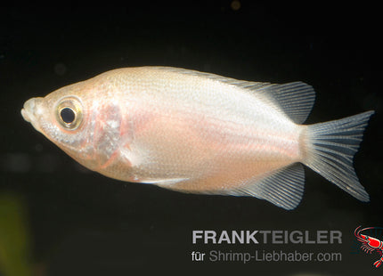 Helostoa temminicki – Küssender Gurami