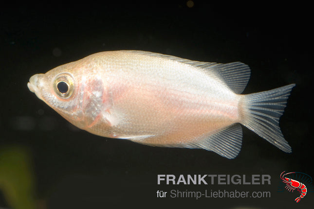 Helostoa temminicki – Küssender Gurami