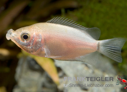 Helostoa temminicki – Küssender Gurami