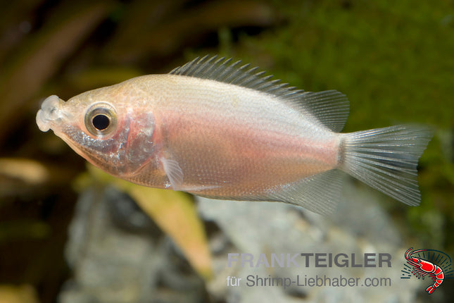 Helostoa temminicki – Küssender Gurami
