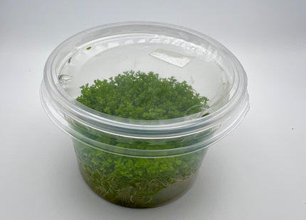 Hemianthus callitrichoides "Cuba" / micranthemoides – In Vitro