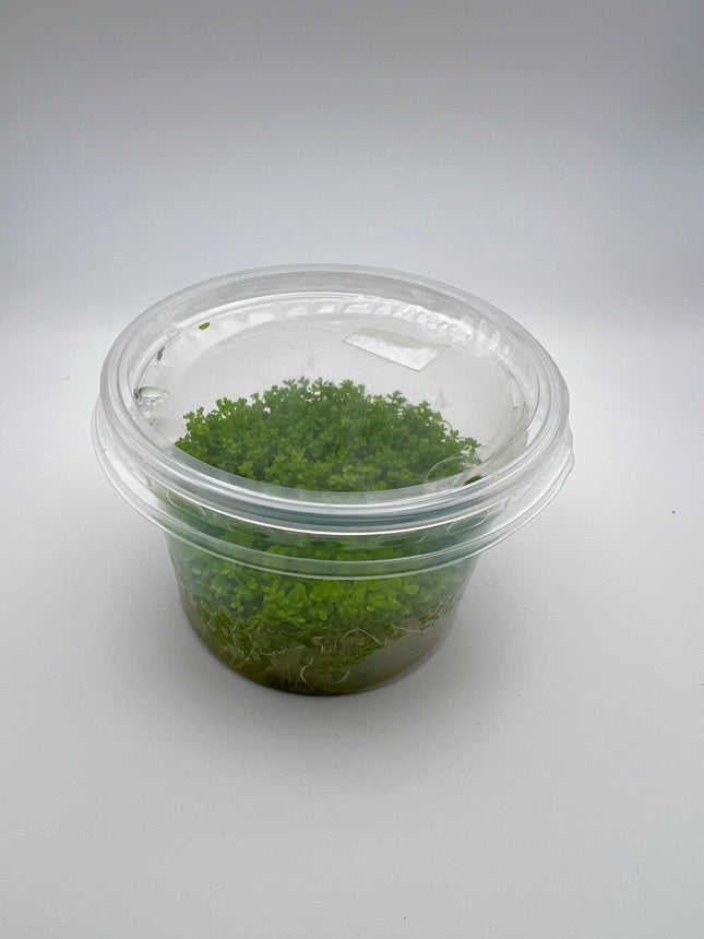Hemianthus callitrichoides "Cuba" / micranthemoides – In Vitro
