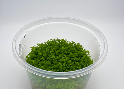 Hemianthus callitrichoides "Cuba" / micranthemoides – In Vitro