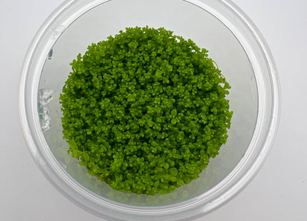 Hemianthus callitrichoides "Cuba" / micranthemoides – In Vitro