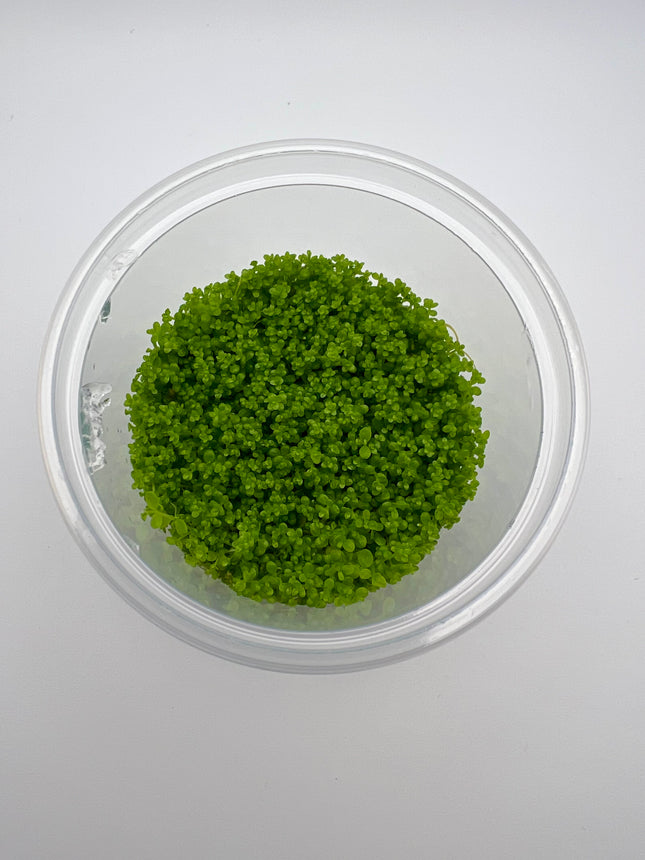 Hemianthus callitrichoides "Cuba" / micranthemoides – In Vitro