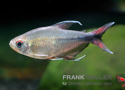 Hemigrammus filamentosus-1