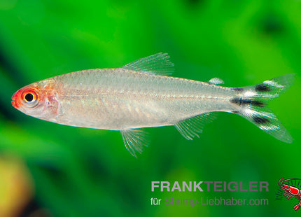 Hemigrammus rhodostomus_1 FSWFT04237
