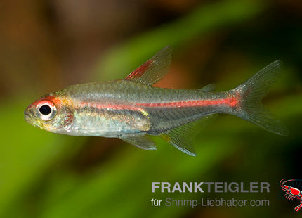 Hemigrammus erythrozonus – Glühlichtsalmler