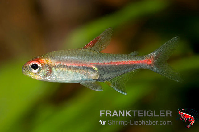 Hemigrammus erythrozonus – Glühlichtsalmler