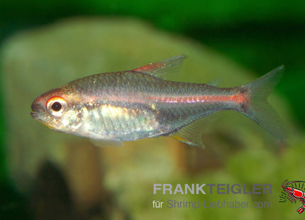 Hemigrammus erythrozonus – Glühlichtsalmler