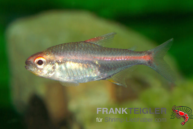 Hemigrammus erythrozonus – Glühlichtsalmler