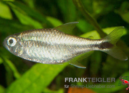 Goldtetra – Hemigrammus rodwayi