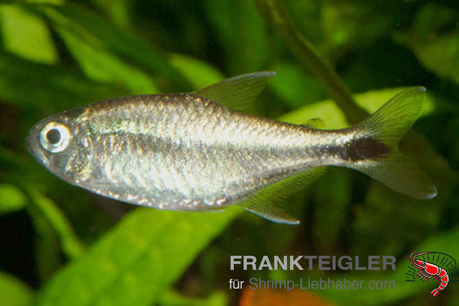 Goldtetra – Hemigrammus rodwayi
