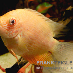 Collection image for: Cichlasoma