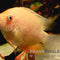 Cichlasoma