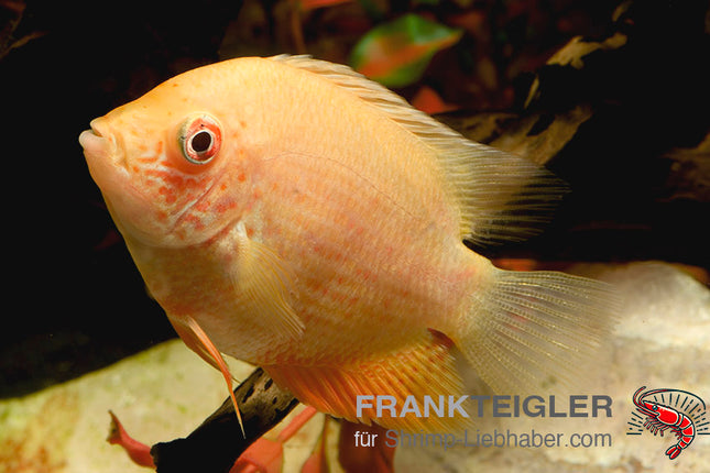 Cichlasoma severum "Red spot fire red" (Heros severus)