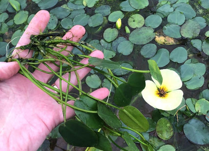 Hydrocleys nymphoides - Bund