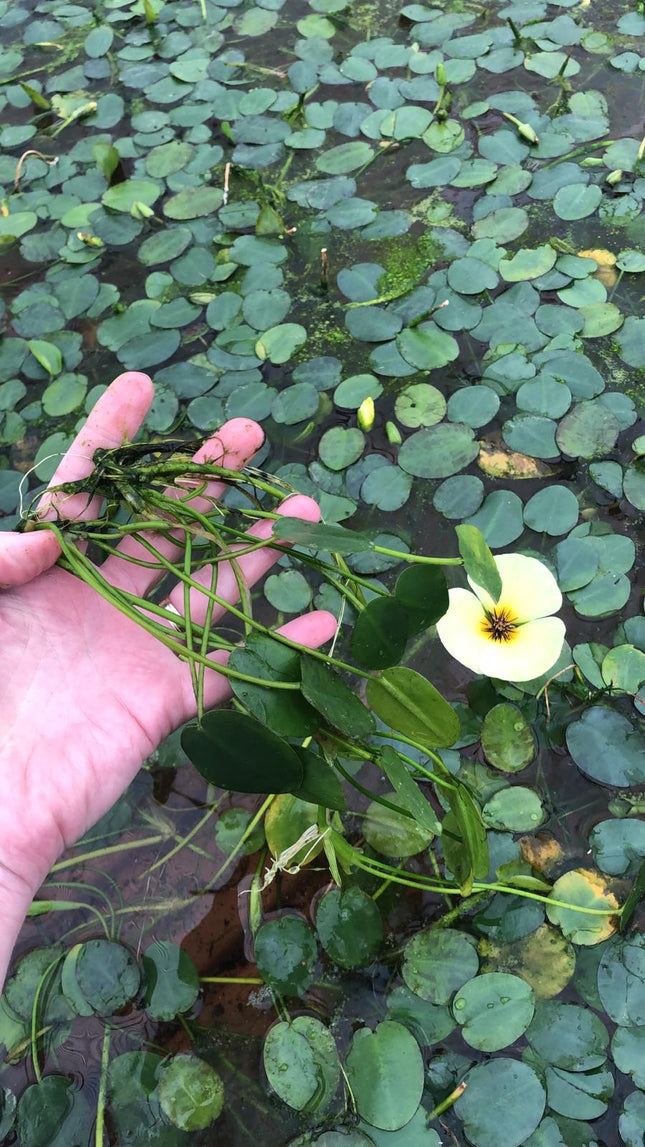 Hydrocleys nymphoides - Bund