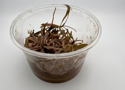 Hygrophila pinnatifida – In Vitro