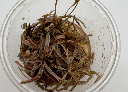 Hygrophila pinnatifida – In Vitro