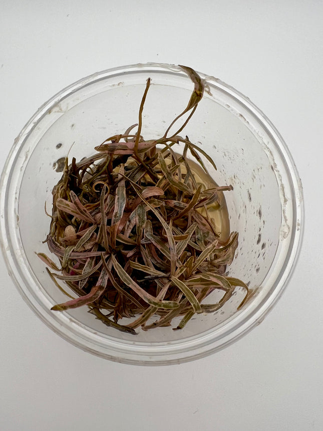 Hygrophila pinnatifida – In Vitro