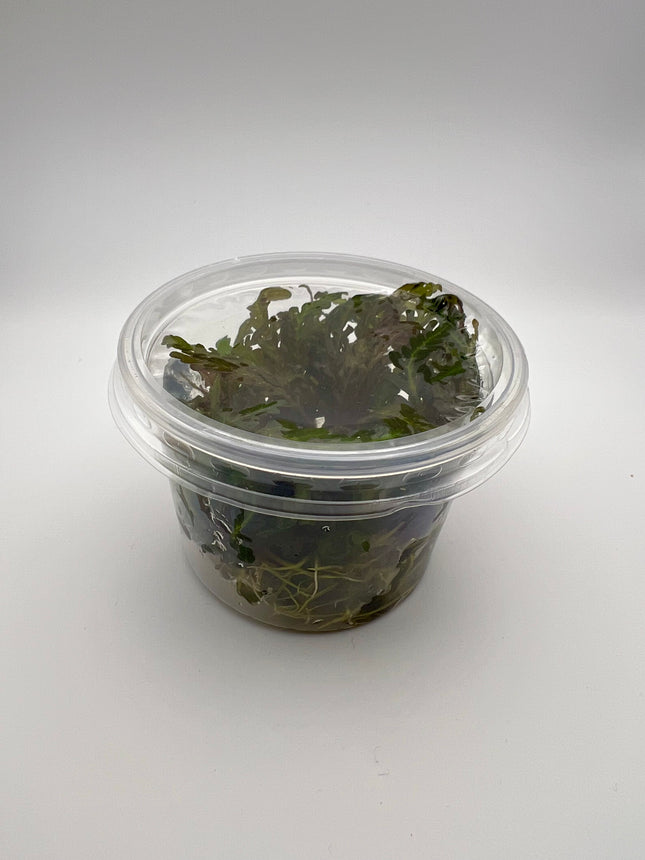 Hygrophila pinnatifida – In Vitro