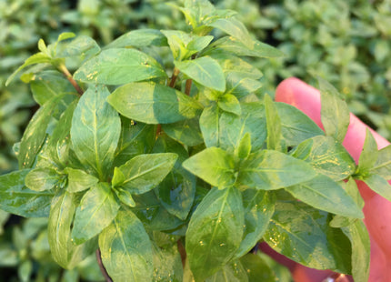 Hygrophila polysperma - Topf