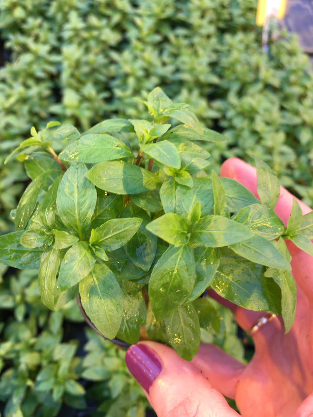 Hygrophila polysperma - Topf