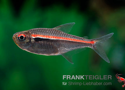 Hyphessobrycon amapaensis_1 FSFT01168