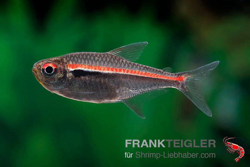 Hyphessobrycon amapaensis_1 FSFT01168