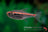 Hyphessobrycon amapaensis_1 FSFT01168
