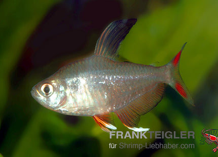 Schmucksalmler – Hyphessobrycon bentosi