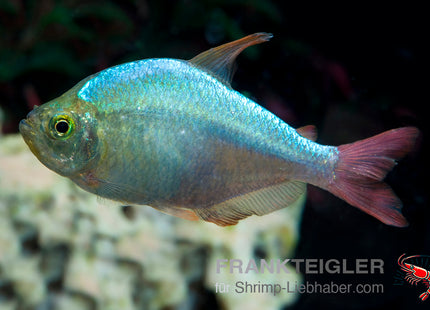 Hyphessobrycon columbianus FSWFT2008