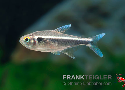 Hyphessobrycon herbertaxelrodi