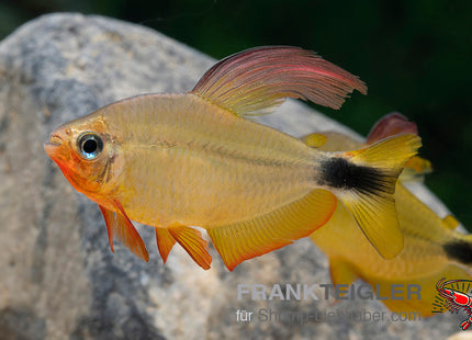 Hyphessobrycon procyon