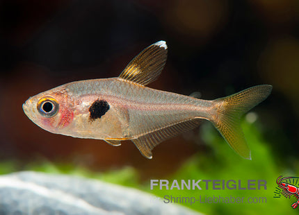Hyphessobrycon sweglesi_11