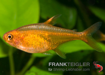 Hyphessobrycon amandae – Feuertetra – Auf Bestellung