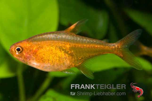 Hyphessobrycon amandae – Feuertetra – Auf Bestellung