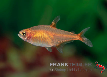Funkensalmler - Hyphessobrycon amandae